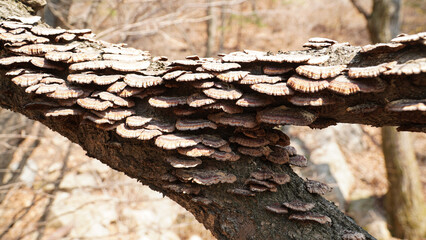 Wall Mural - Mushrooms that grow like biscuits on dead trees.