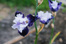 A Beautiful Flower Of Lilac And Purple Iris Bearded In Summer In The Garden