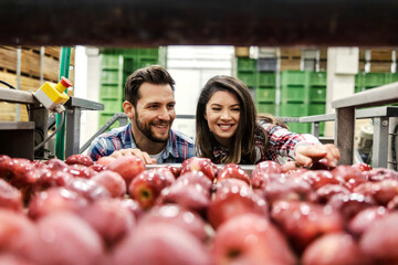 Wall Mural - The food industry inspectors checking on apples quality.