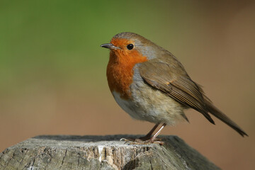 Wall Mural - a pretty robin, redbreast, erithacus rubecula, perching on a post in spring.