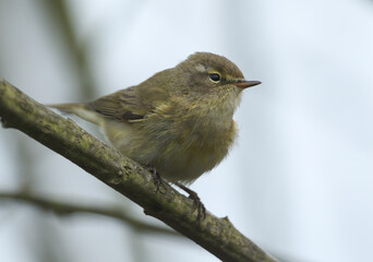 Wall Mural - a pretty chiffchaff, phylloscopus collybita, perching on a branch of a tree in spring.
