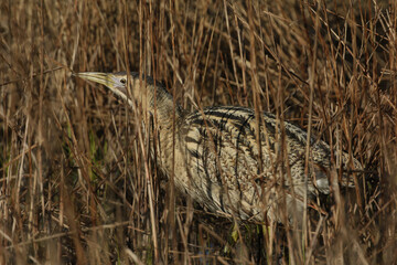 Wall Mural - a rare bittern, botaurus stellaris, walking through the reeds growing at the edge of a lake hunting 