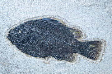 Fossil fish of Priskakar. Priskakara is an extinct genus of perch from the Middle Eocene. Fossilized fish skeleton