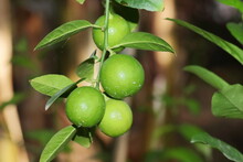 Large Bunch Of Green Lemon Fruit Hanging From A Tree Branch