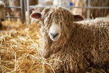 A Close-up Of A Lincoln Long Haired Sheep In A Pen Prior To Being Sold At An Agricultural Auction In The UK.