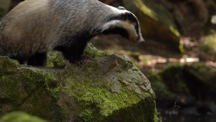 Wall Mural - Badger in the forest. Mammal in environment, rainy day. Badger in the forest, animal in nature habitat, Germany, Europe. Wild Badger, Meles meles, animal in wood.