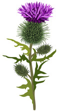 Vector Floral Illustration Of Thistle Isolated On White Background.