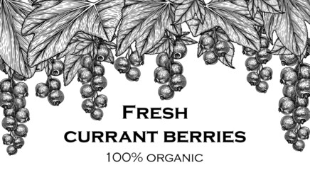 Vector banner template in engraving style. Garden of graphic linear currant berries and leaves