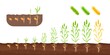 © ssstocker - Wheat growth stages. Germination sedding plant, growing sprout plantation, cultivation roots seed, life cycle agriculture growth stages plants