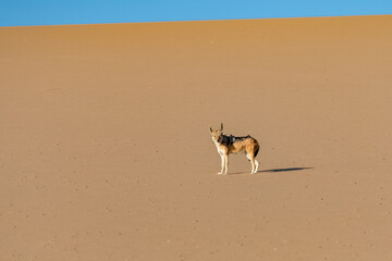 Poster - Jackal in the dune, Namibia