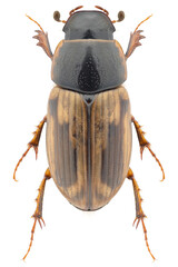 Poster - Aphodius or Melinopterus prodromus beetle specimen