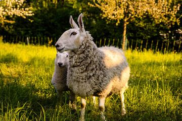 beautiful side shot of two sheep standing on the green grass in the pasture in bright sunlight