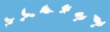 Flying Bird Animation. White Pigeon Flapping Wings Sequence, Stop Motion Storyboard, Peaceful Dove Flight Stages, Cycle Loop, City Fauna, Hope And Love Sign, Vector Isolated Concept