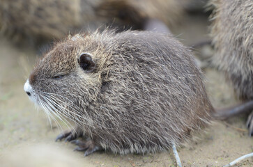 Close-up shot of a cute little baby Nutria sitting on a dusty ground.