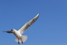 Seagull Bird (larus) Flying In Front Of The Blue Sky. Color Wildlife Photo With Big Empty Space For Text. No2.