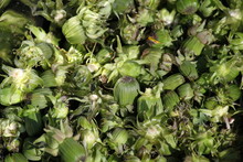 Taraxacum Officinale, Undeveloped Dandelion Flowers, Green Dandelion Buds, Edible Wild Flowers