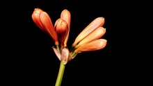 Time Lapse Footage Of The Blooming Of Kaffir Lily Flowers From Bud To Full Blossom, Isolated On Black Background Close Up View, Zoom Out Effect.