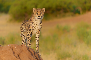 Wall Mural - cheetah (acinonyx jubatus). young cheetah sitting on a termite hill in warm light in the late aftern