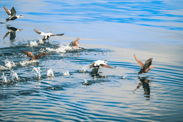 Group of ducks flying over a pond in Iceland