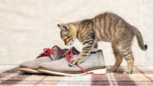 A Small Kitten Is Playing With Men's Shoes