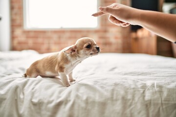 Wall Mural - Beautiful small chihuahua puppy standing on the bed curious and happy, healthy cute babby dog at home