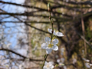 Sticker - Shallow focus photo of delicate apple blossoms