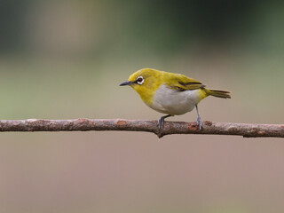 Wall Mural - Shallow focus Indian white-eye bird standing on a tree branch with a blurry background