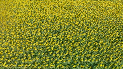 Wall Mural - Amazing aerial view of beautiful sunflowers in summertime