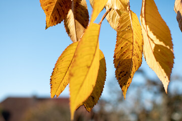 Poster - Closeup shot of yellow autumn leaves on a tree branch in the blue sky background