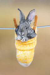 Wall Mural - Adorable little rabbit in a sock hanging on a clothesline