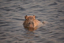 Cute Furry Capybara Swimming In A Lake
