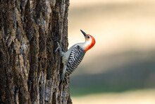 Closeup Of A Male Red-Bellied Woodpecker On A Tree Trunk