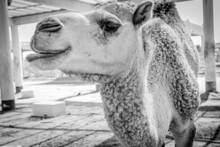 Closeup Of A Camel's Profile In A Zoo In Grayscale