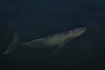 Wall Mural - Top view shot of a whale on a sea