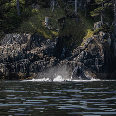 Canvas Print - Whale on the sea the rocks background