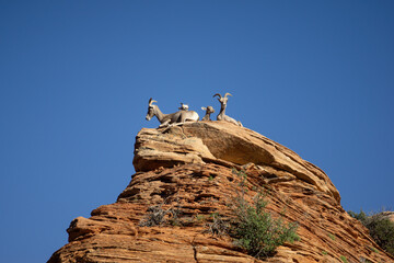 Poster - Group of argali on a cliff in Zion national park, Utah