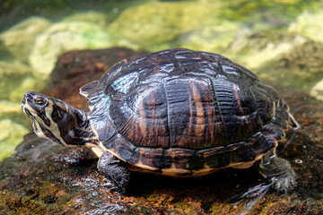 Closeup of a turtle on a rock by the water