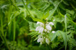 The white nettle or white dead-nettle or Lamium album flowering with white flowers surrounded with green vegetation