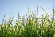 Row Of Lush, Tall Grasses With Sunlight Against A Clear Sky