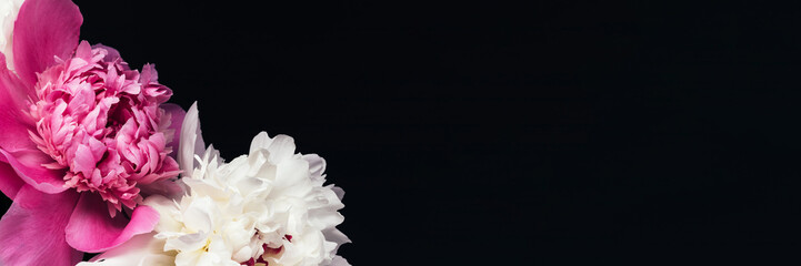 Wall Mural - Lush bouquet of pink and white peonies on black background header. Wide screen wallpaper. Panoramic web banner with copy space for design
