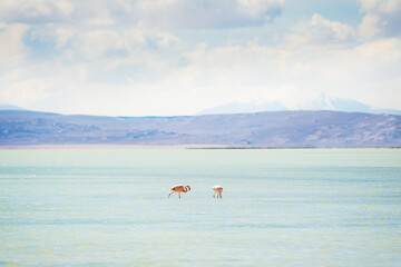 Wall Mural - Two pink flamingoes in the blue water of lagoon. Altiplano plateau, Bolivia