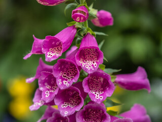 Wall Mural - Closeup of beautiful purple foxgloves flowers in a garden