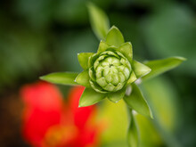 Closeup Of A Green Flower Bud In A Garden