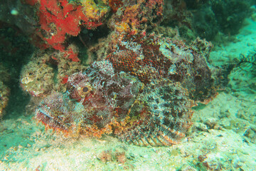 Poster - Closeup shot of a Stonefish Synanceia under corals in the Indian Ocean
