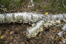 Polypore Mushrooms On A Dead Tree Trunk.