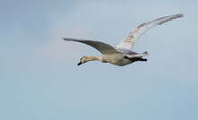 Trumpeter Swan Flying On A Blue Sky Background