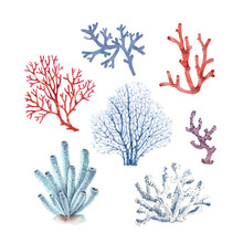 Set Of Blue And Red Corals On A White Background, Watercolor Illustration.