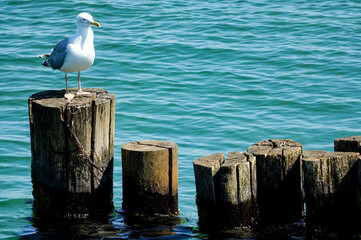 Wall Mural - seagull on the pier , image taken in rugen, north germany, europe