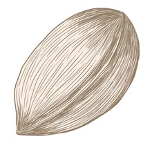 Pecan In A Shell, Simple Hatched Beige Illustration On A White Background