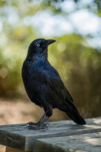 Selective Focus Shot Of Raven Perched On Wooden Bench